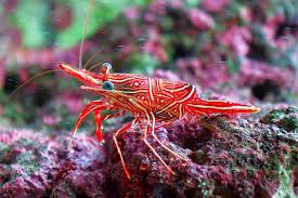 Camel shrimps