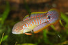 Rainbow Gudgeon