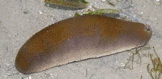 Sea cucumber brown