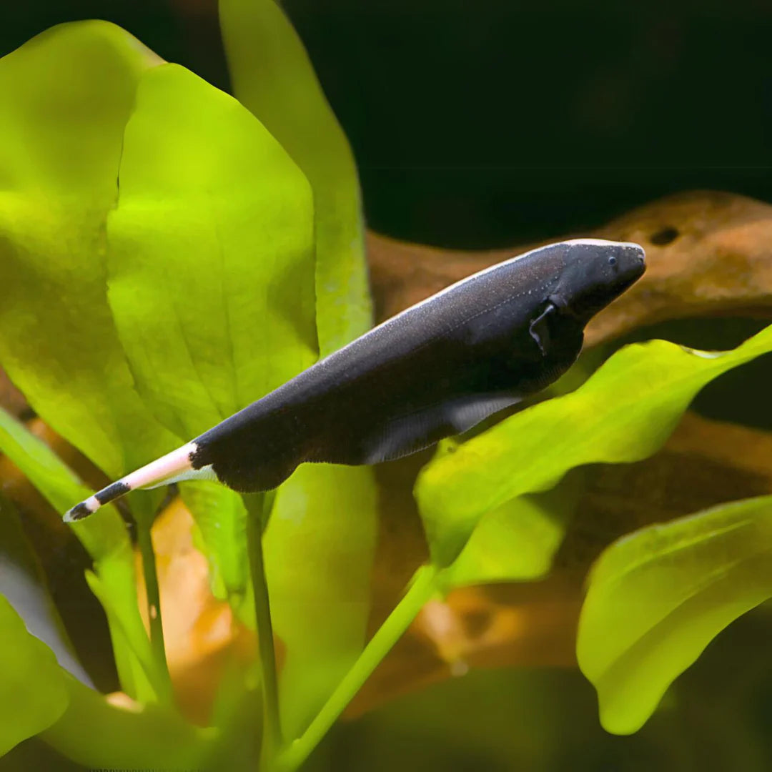 Black Ghost Knifefish (Apteronotus albifrons) – Angel Exotix Aquarium