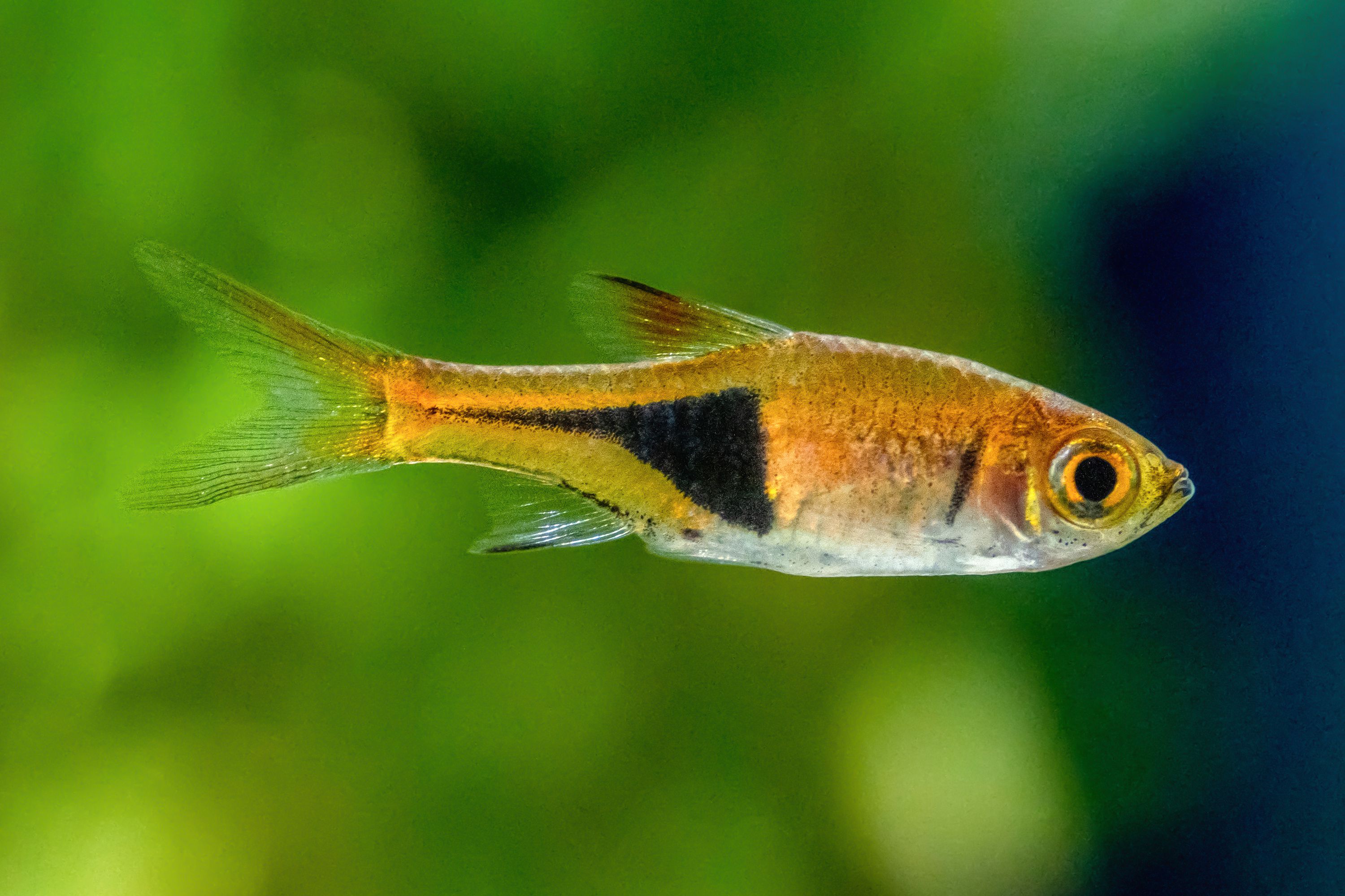 Harlequin Rasbora nature's little acrobat – Angel Exotix Aquarium