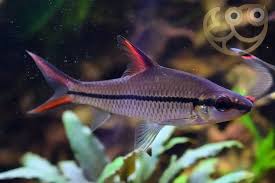 Borneo Red Fin Silver Shark