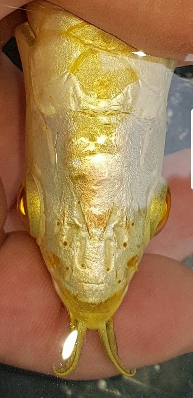 24K GOLDEN AROWANA
