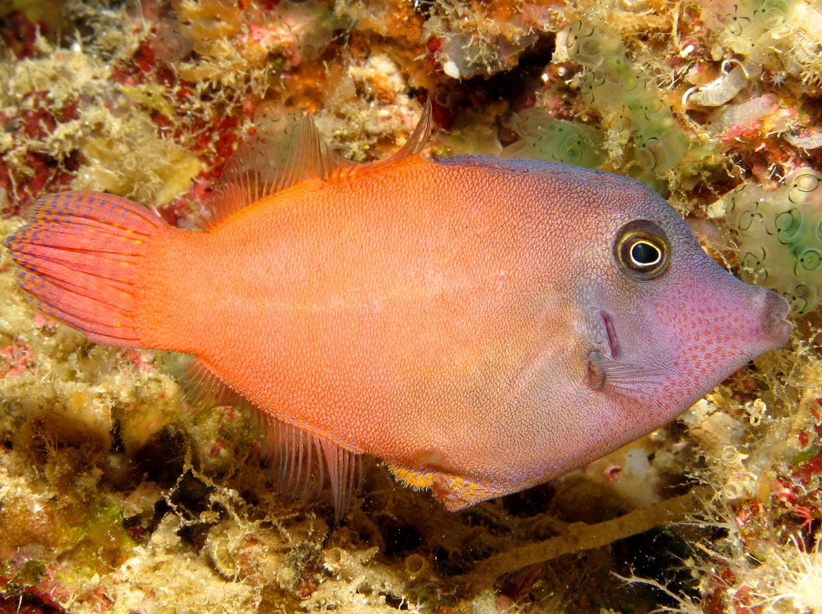 Orange tail  filefish