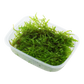 Vesicularia montagnei 'Christmas Moss'
