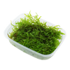 Vesicularia montagnei 'Christmas Moss'