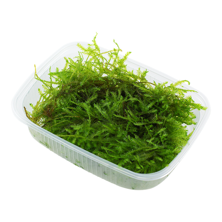 Vesicularia montagnei 'Christmas Moss'