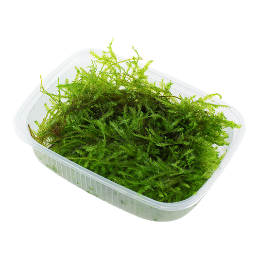 Vesicularia montagnei 'Christmas Moss'