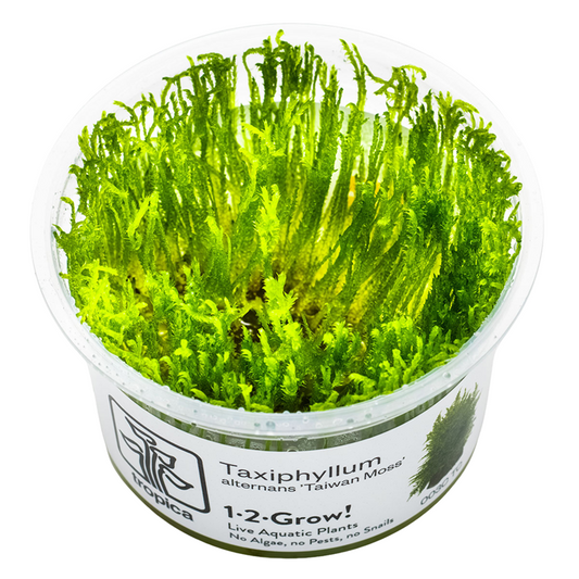 Taxiphyllum alternans 'Taiwan Moss'