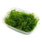Vesicularia ferriei 'Weeping Moss'