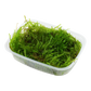 Taxiphyllum sp. 'Spiky Moss'