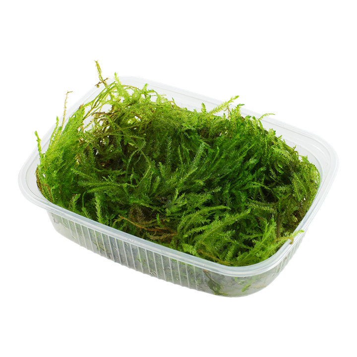 Taxiphyllum sp. 'Spiky Moss'