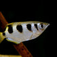 Archer Fish
