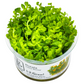 Rotala indica 'Bonsai'