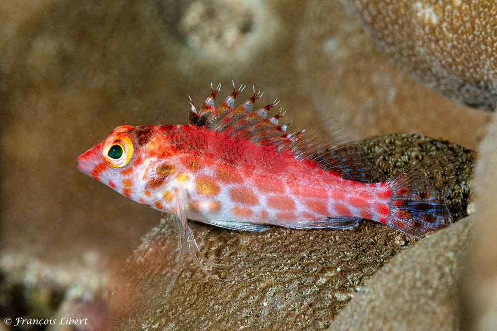 Coral hawkfish