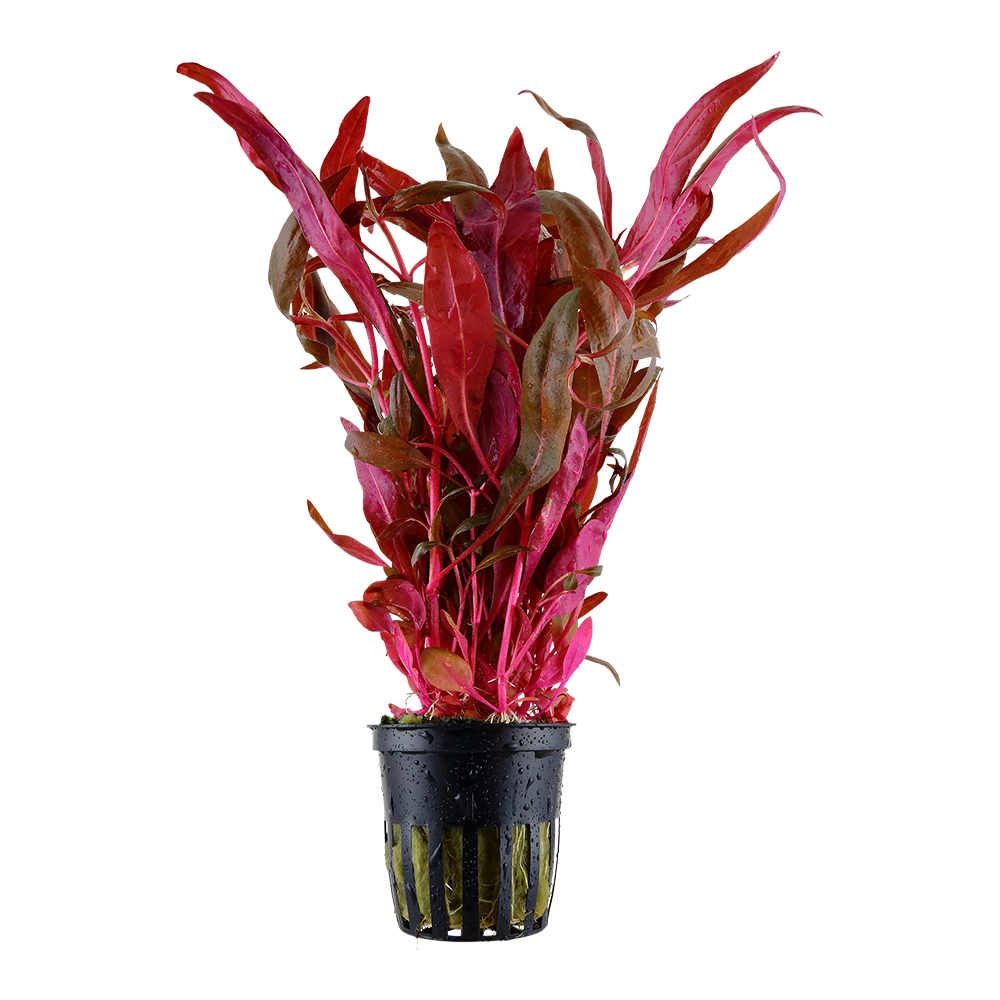 Aquarium plant Alternanthera reineckii 'Rosanervig' in a 5 cm pot showcasing vibrant pink leaves.