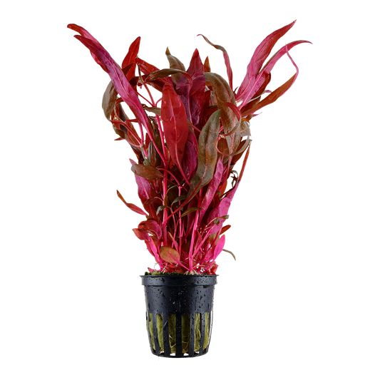 Aquarium plant Alternanthera reineckii 'Rosanervig' in a 5 cm pot showcasing vibrant pink leaves.