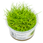 Eleocharis pusilla 'Mini'