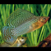Green/Wild Sailfin Molly
