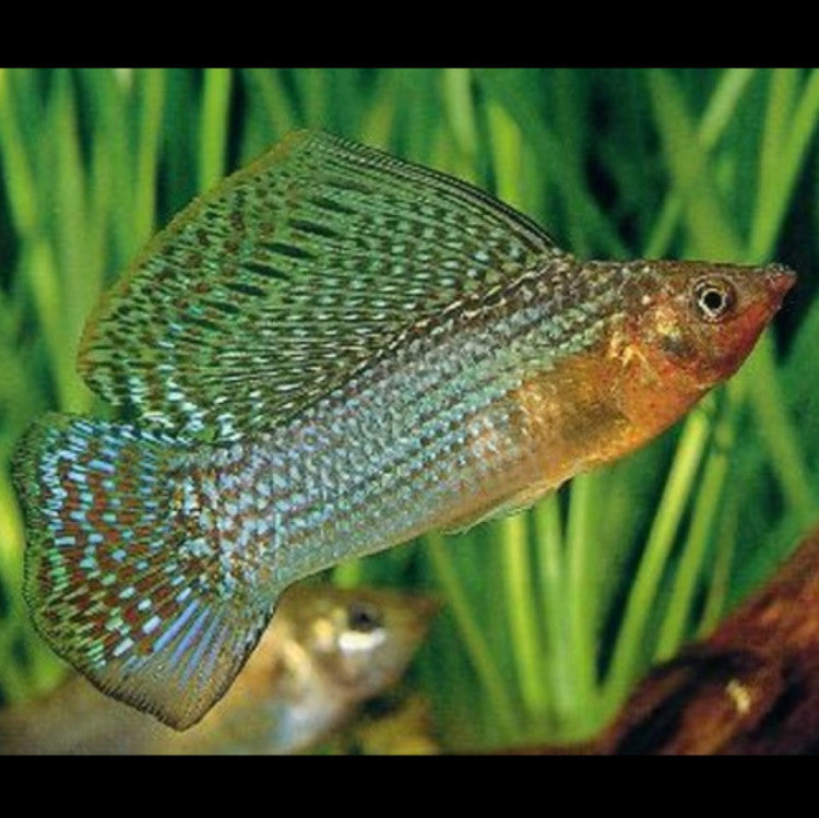 Green/Wild Sailfin Molly