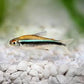 Black Neon Tetra
