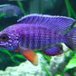 Blue Regal Peacock Cichlid