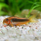 Corydoras Gold Laser CW010