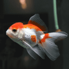 Oranda Red & White