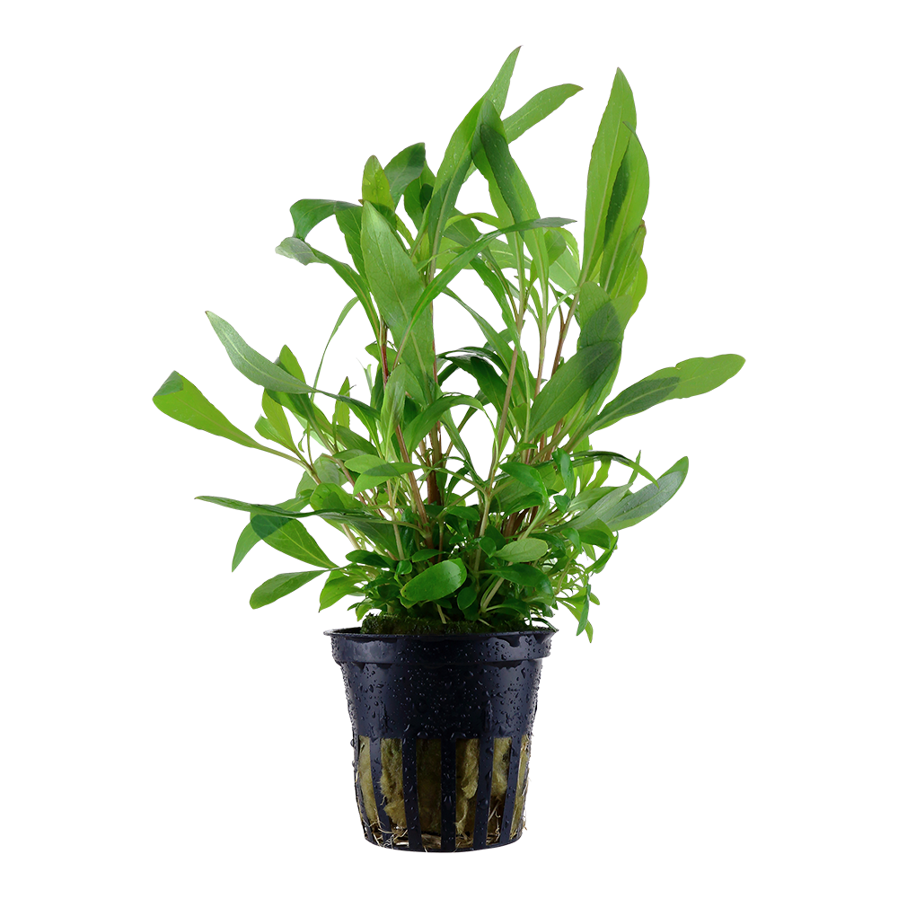 Hygrophila corymbosa 'Siamensis'