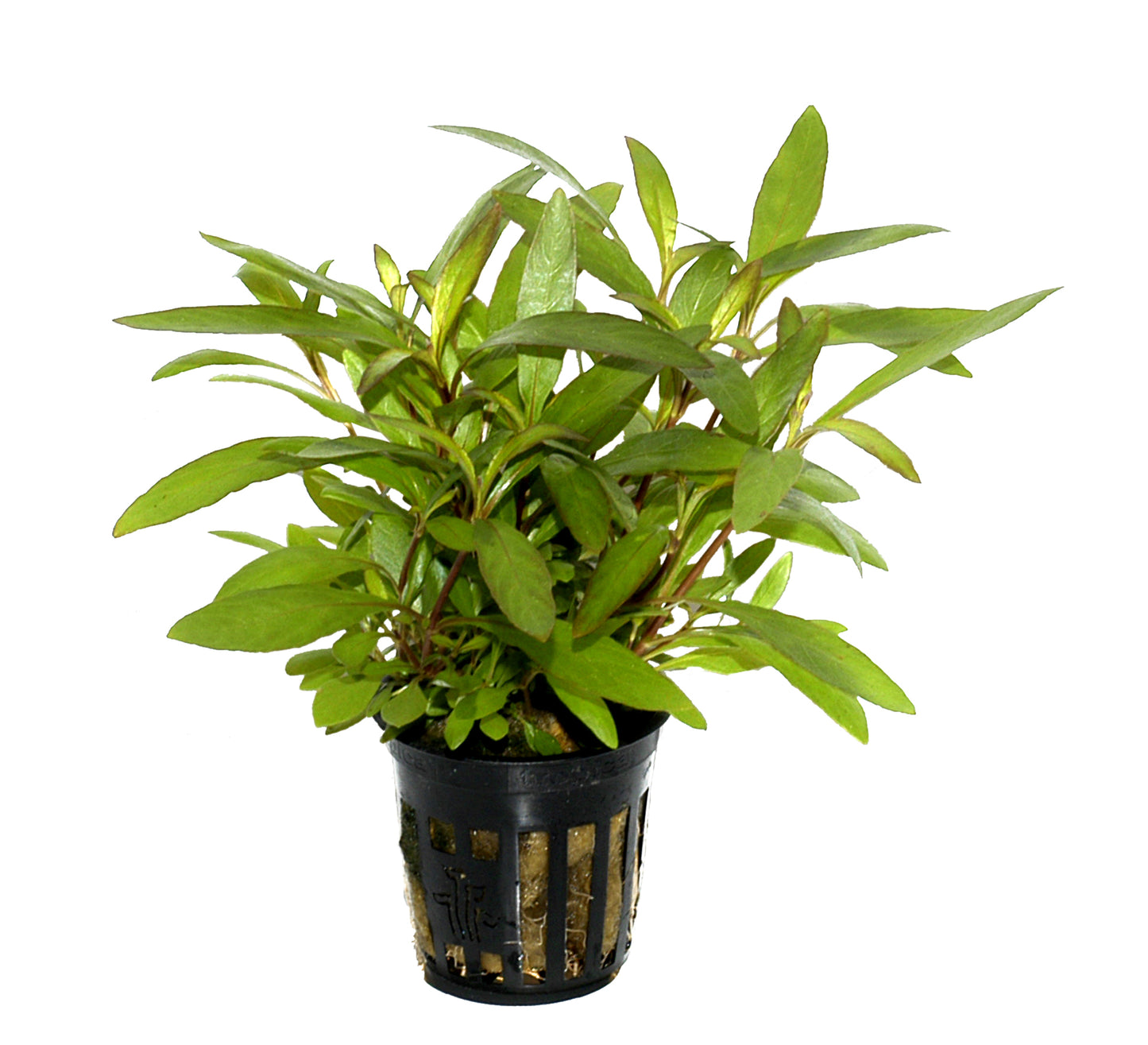 Hygrophila corymbosa 'Siamensis'