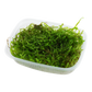 Taxiphyllum barbieri 'Bogor Moss'
