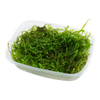 Taxiphyllum barbieri 'Bogor Moss'