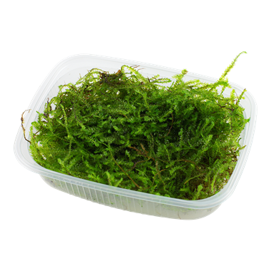 Taxiphyllum barbieri 'Bogor Moss'