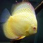 Golden Albino Discus