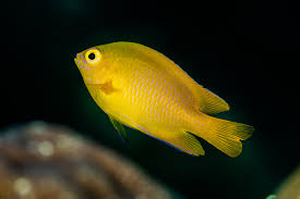 Yellow Damsel