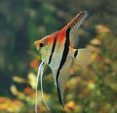 Manacapuru Angel Fish