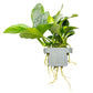 Anubias barteri nana