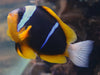 Allard´s clownfish