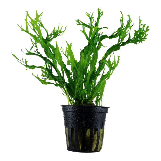 Microsorum pteropus Windeløv aquarium plant in a plastic pot, featuring finely branched green leaves.