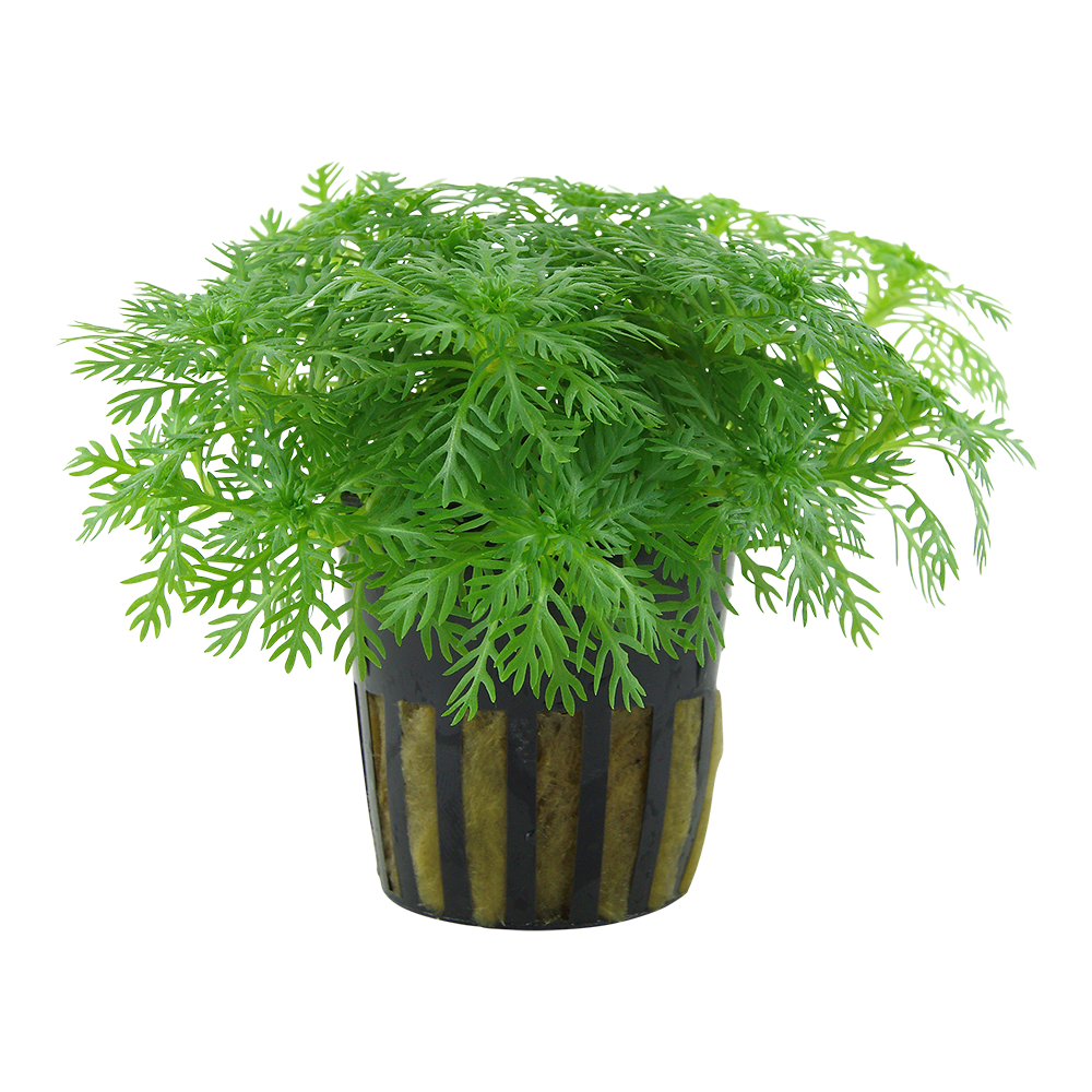 Hottonia palustris aquatic plant in a pot with vibrant green fanned leaves, ideal for beginners.