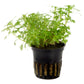 Hottonia palustris aquatic plant in a black pot with lush light green leaves and bushy growth.