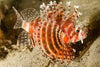Tailbar Lionfish