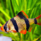 Tiger Barb