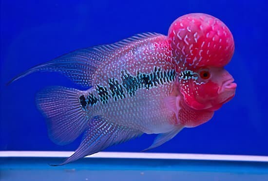 FLOWERHORN – Angel Exotix Aquarium