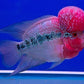 Super Red Dragon Flowerhorn Grade A