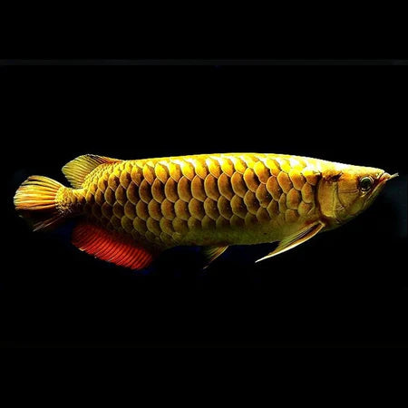 Golden cross Back Arowana