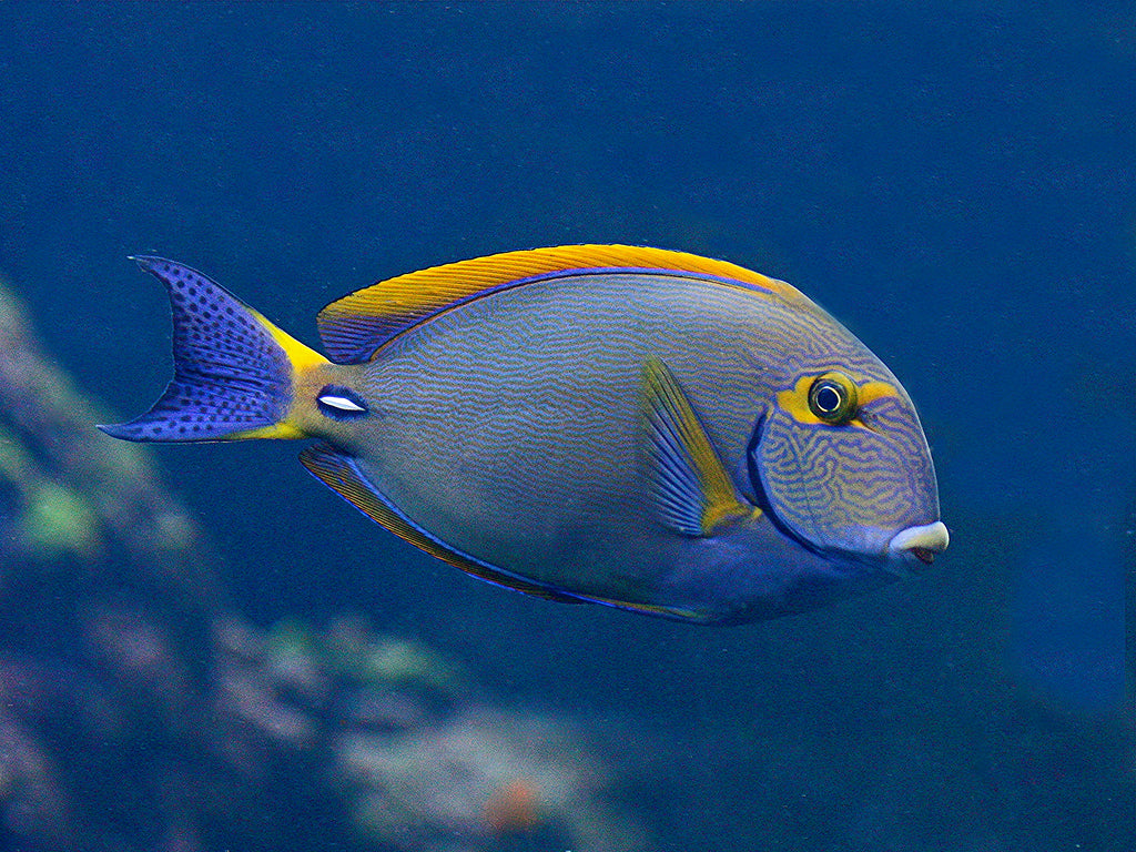 Eyestripe surgeonfish 