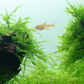 Taxiphyllum barbieri 'Bogor Moss'