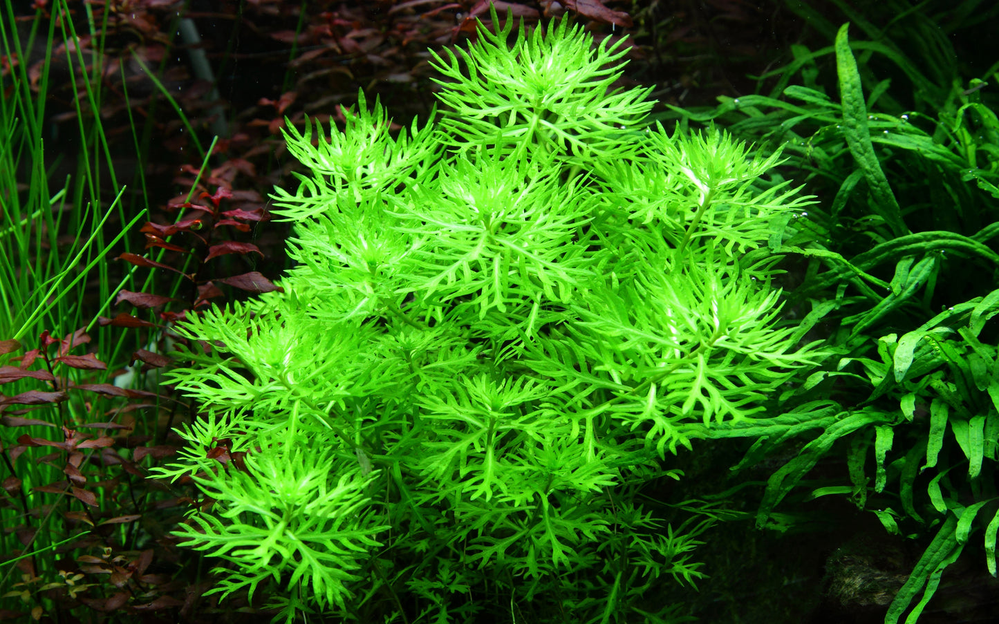 Hottonia palustris aquatic plant with vibrant light green leaves in an aquarium setting.