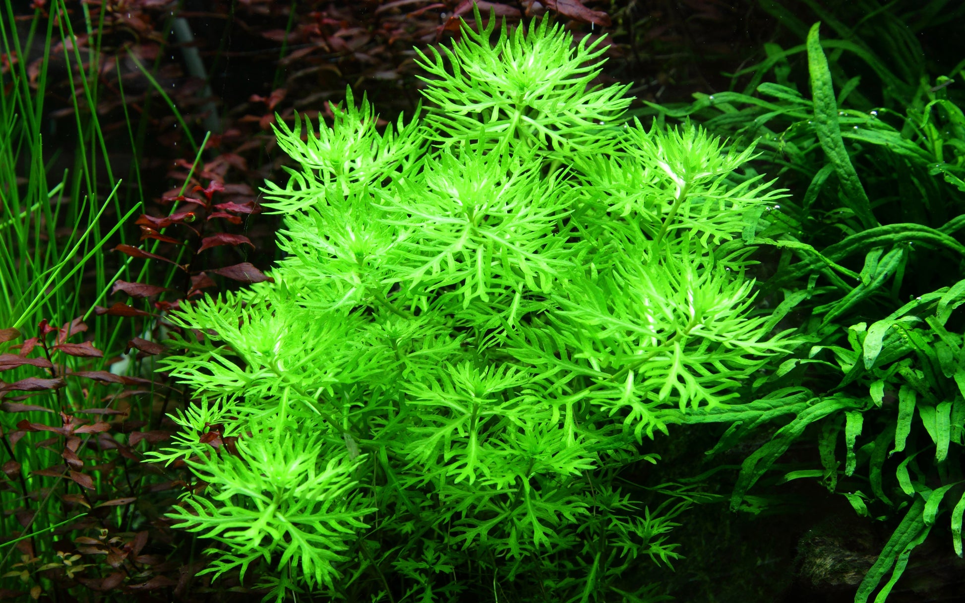 Hottonia palustris aquatic plant with vibrant light green leaves in an aquarium setting.